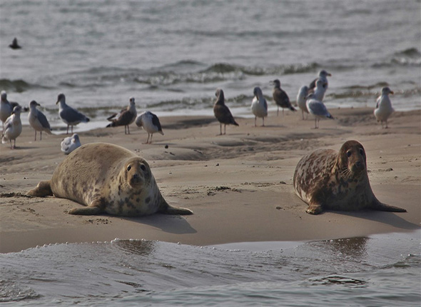 Preview van kaart: Zeehonden tellingen